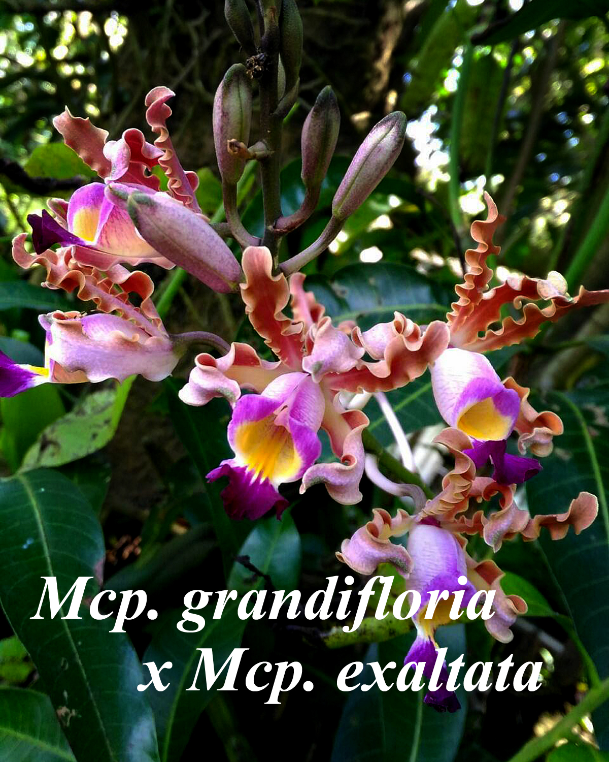 Mcp. grandifloria x exaltata divisions
